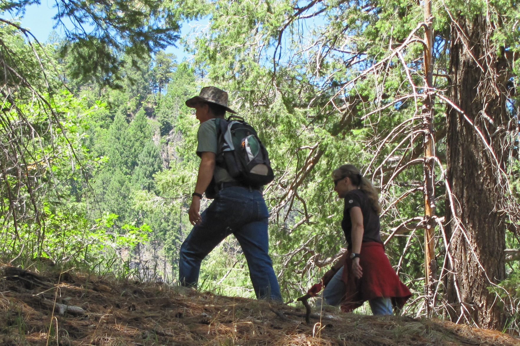 Trails on the eastern slopes of the Santa Catalina Mountains